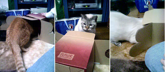 箱に入ってみる。