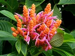 flower.jpg