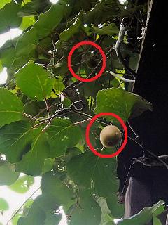 kiwii0730_mid.jpg