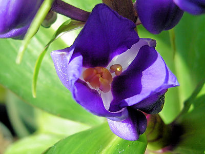 2gflower.jpg