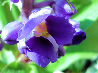 3gflower.jpg