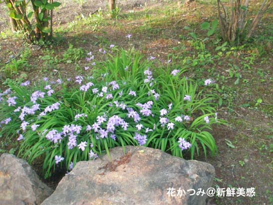 安積山の花かつみ