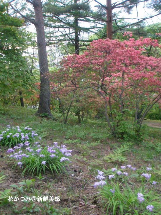 安積山斜面の花かつみ
