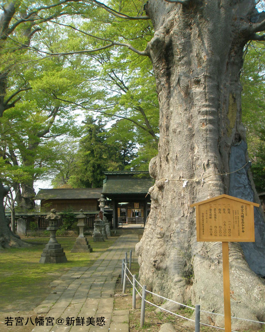 若宮八幡宮のケヤキ