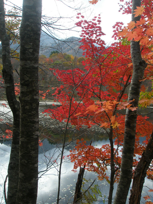 観音森林公園の紅葉２００８．１０．３０