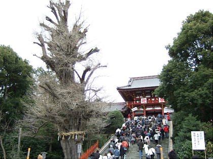鶴ヶ岡八幡宮