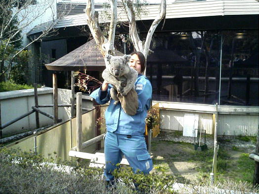 コアラ.JPG