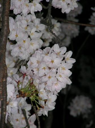 桜４