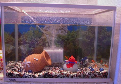水槽の金魚