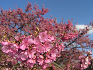 長崎県雲仙市国見町神代　鍋島邸　避寒桜2