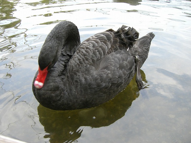 2008林640.4