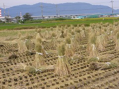 　向島　こすもす240 6枚　（３９）