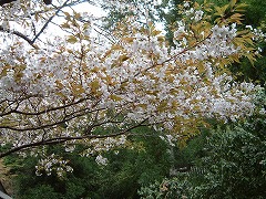 美山の春240-1