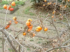 紅葉の南禅寺240　6枚　16