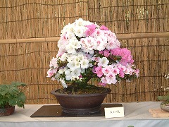 さつき展240-1