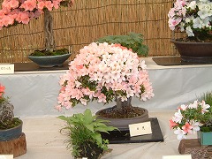 さつき展240-3