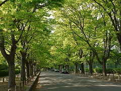 府立植物園240-1