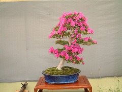 さつき展240-5