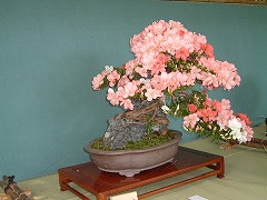 さつき展240-6