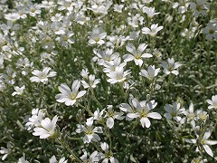 府立植物園240-2