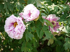 府立植物園240-3