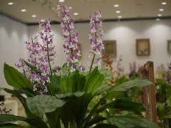 不rつ植物園240-5