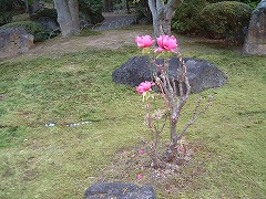 日の岬他240.5