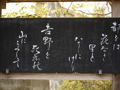 吉野太夫花供養240.5