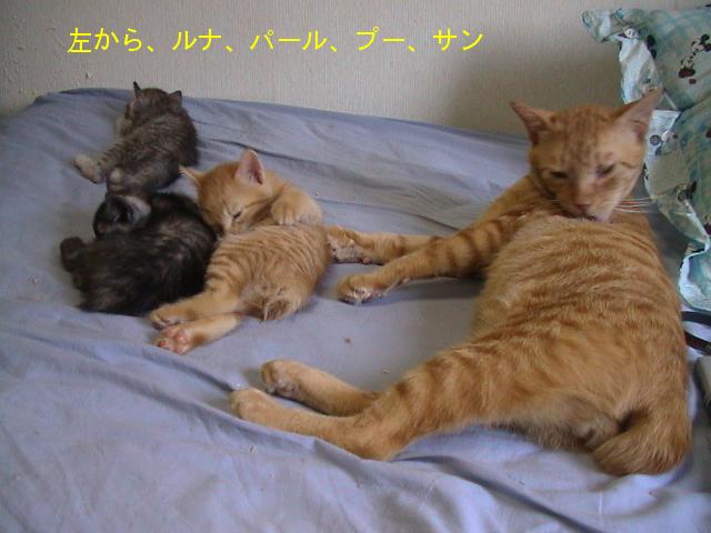 サンと子供達