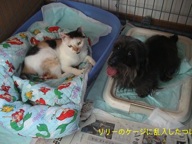 つばめとリリー