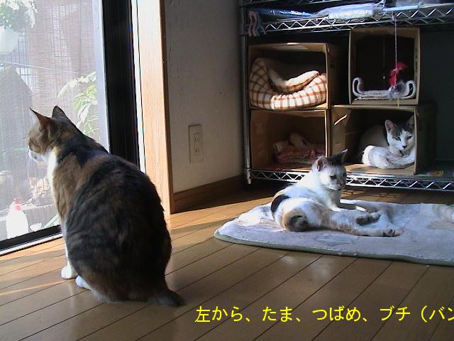 たま、つばめ、ブチ