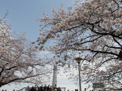 浅草　隅田川　桜