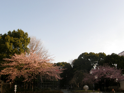 上野　大寒桜２.jpg