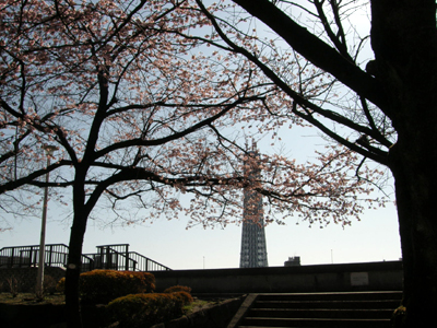 隅田公園とスカイツリー.jpg