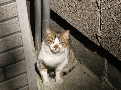 路地裏猫１.jpg