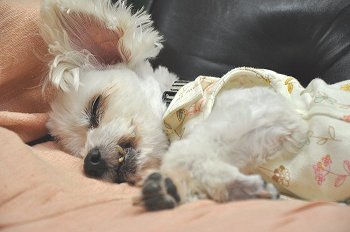 Dsc_0003n.jpg