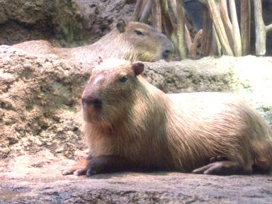 DSCF9408 (640x480) (2).jpg