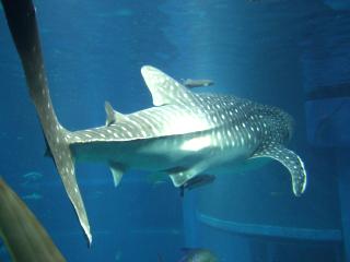 DSCF9414 (640x480).jpg