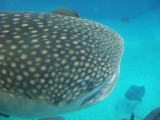 DSCF9417 (640x480).jpg