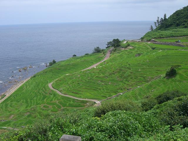 千枚田