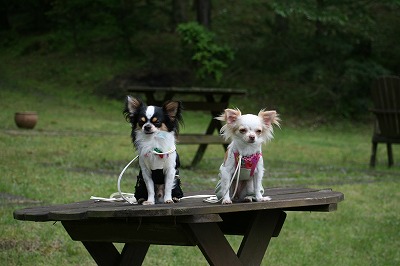 きなこ、わらび