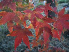 紅葉3.JPG