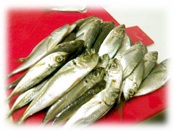 SANY0003.jpg