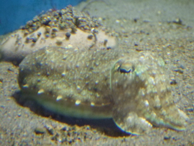 葛西臨海公園 064.jpg