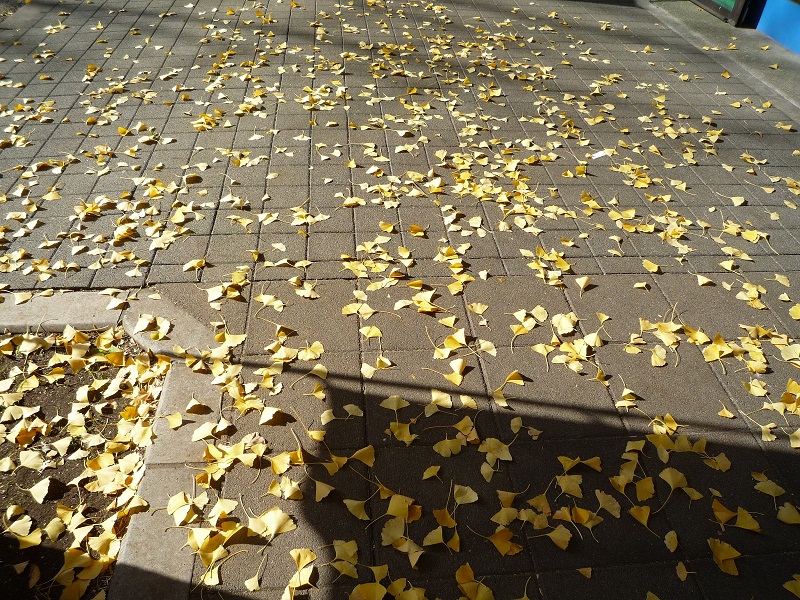 11.11.23銀杏並木2.jpg