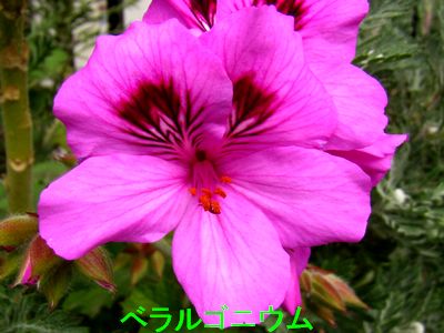 道端に咲く花２６２ 東京気まぐれ花写真日誌 楽天ブログ