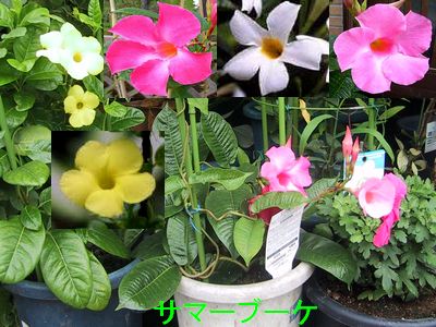 道端に咲く花１５９ 東京気まぐれ花写真日誌 楽天ブログ
