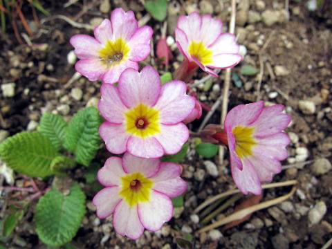 IMG_00521.jpg