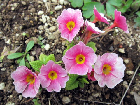 IMG_00531.jpg