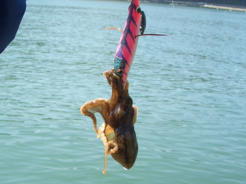 軟体動物.jpg